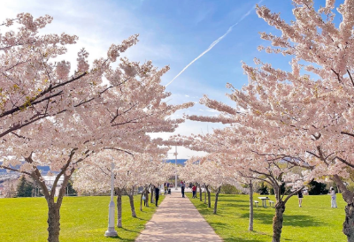 4/24-26日周末好去处：赏花,三丽欧快闪,爬行动物展,古董展,地球日,门户开放日,艺术家巷......