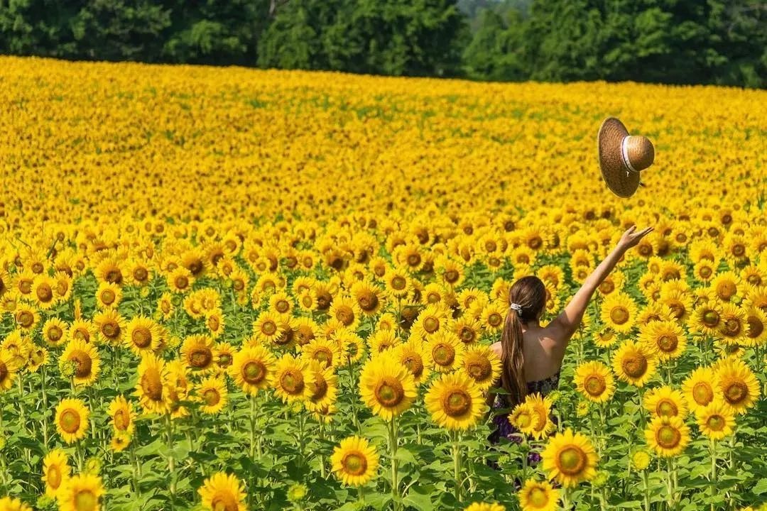 7月24-26日周末好去处：私家花园,唐人街节,飞机展示,夏季欢乐节,恐龙展,向日葵,车展,美食节......