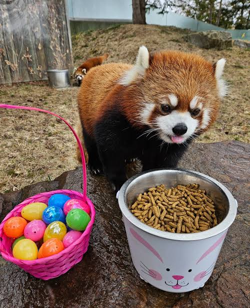 多伦多动物园4月4日复活节夜宿 Toronto Zoo Sleepover