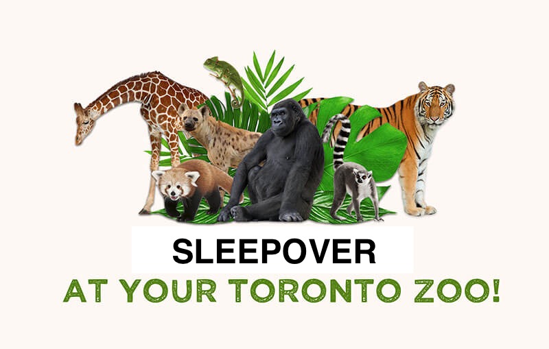 多伦多动物园12.20寒假夜宿 Toronto Zoo Sleepover